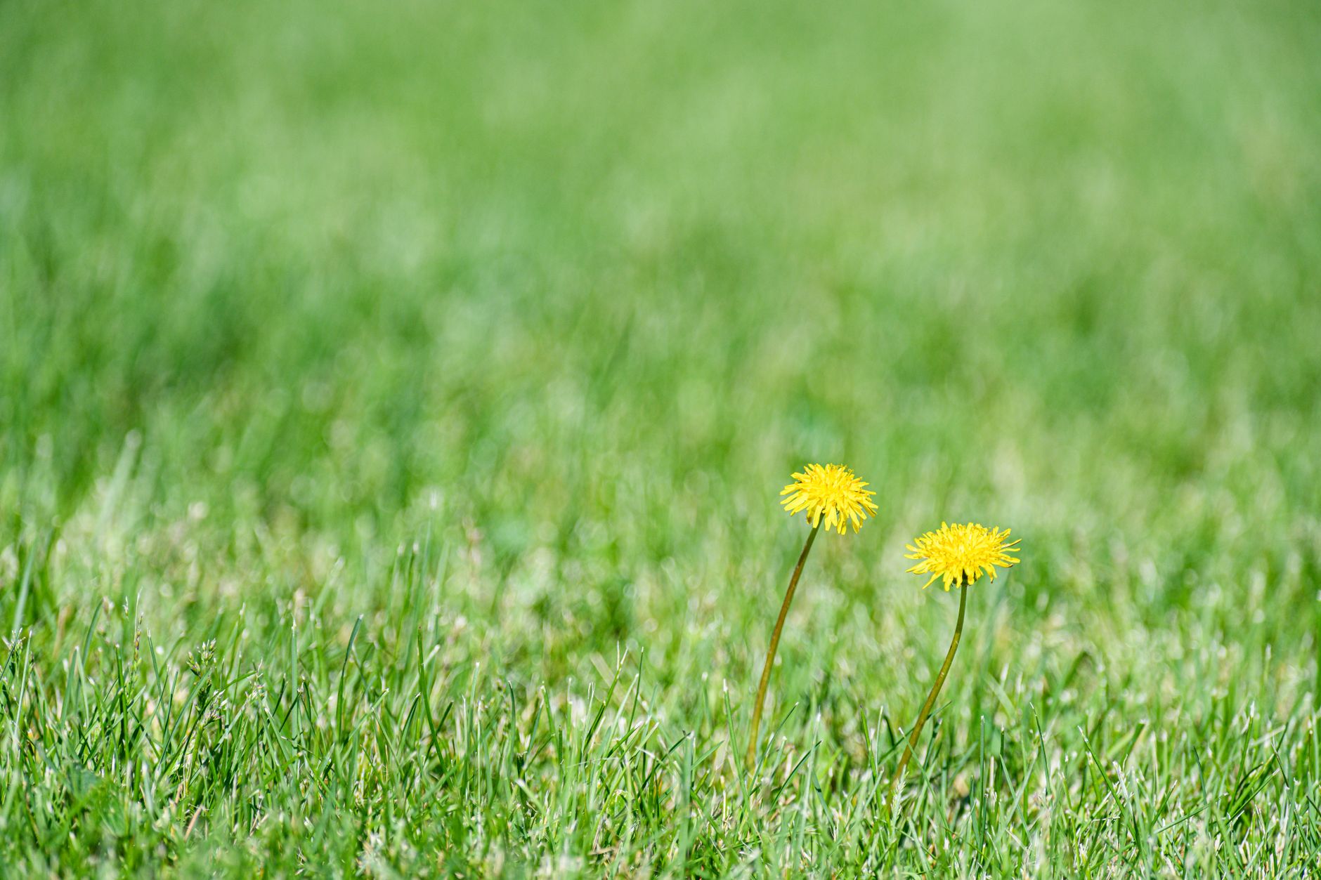 Green lawn with dandelions